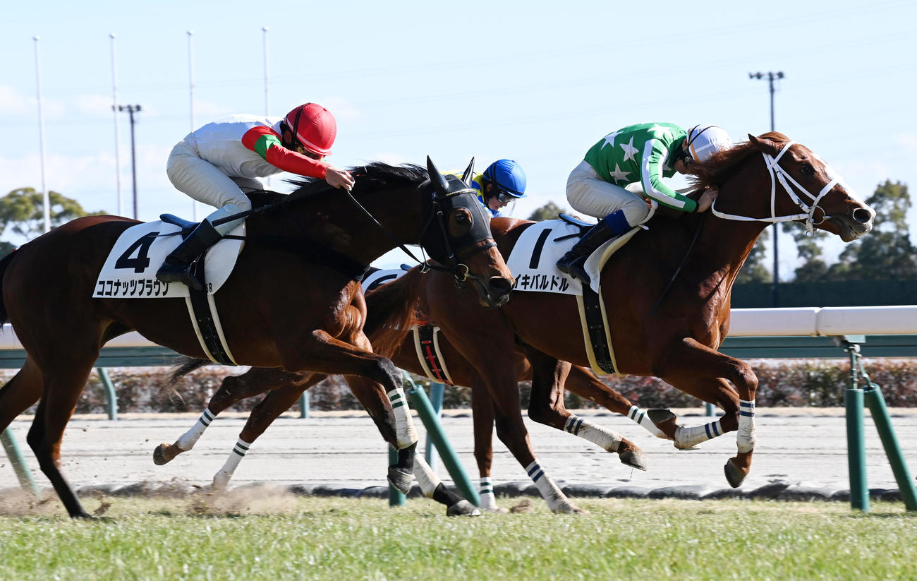 新馬戦を制したタイキバルドル（右）（撮影・前岡正明）