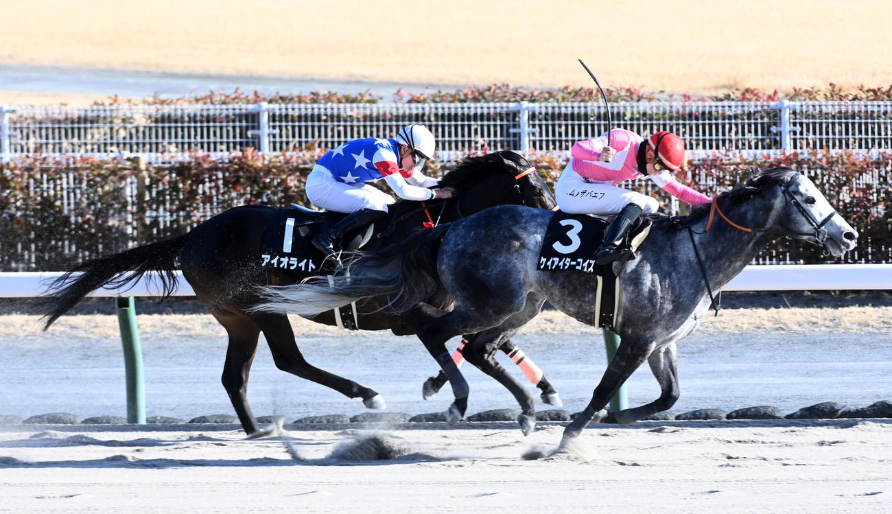 令月ステークスを制したケイアイターコイズ（奥）（撮影・前岡正明）