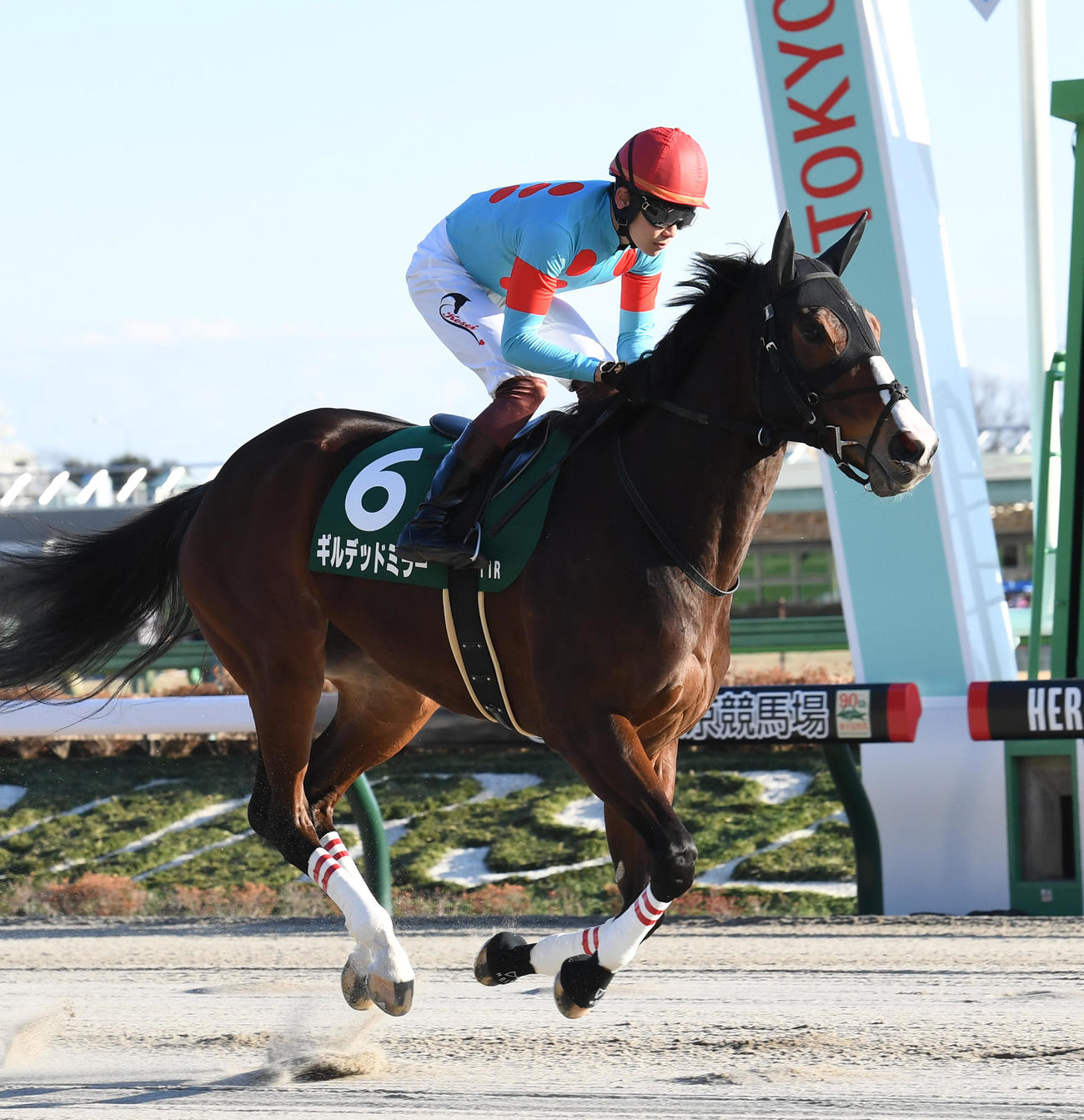 根岸Sに出走したギルデッドミラー（2023年1月29日撮影）