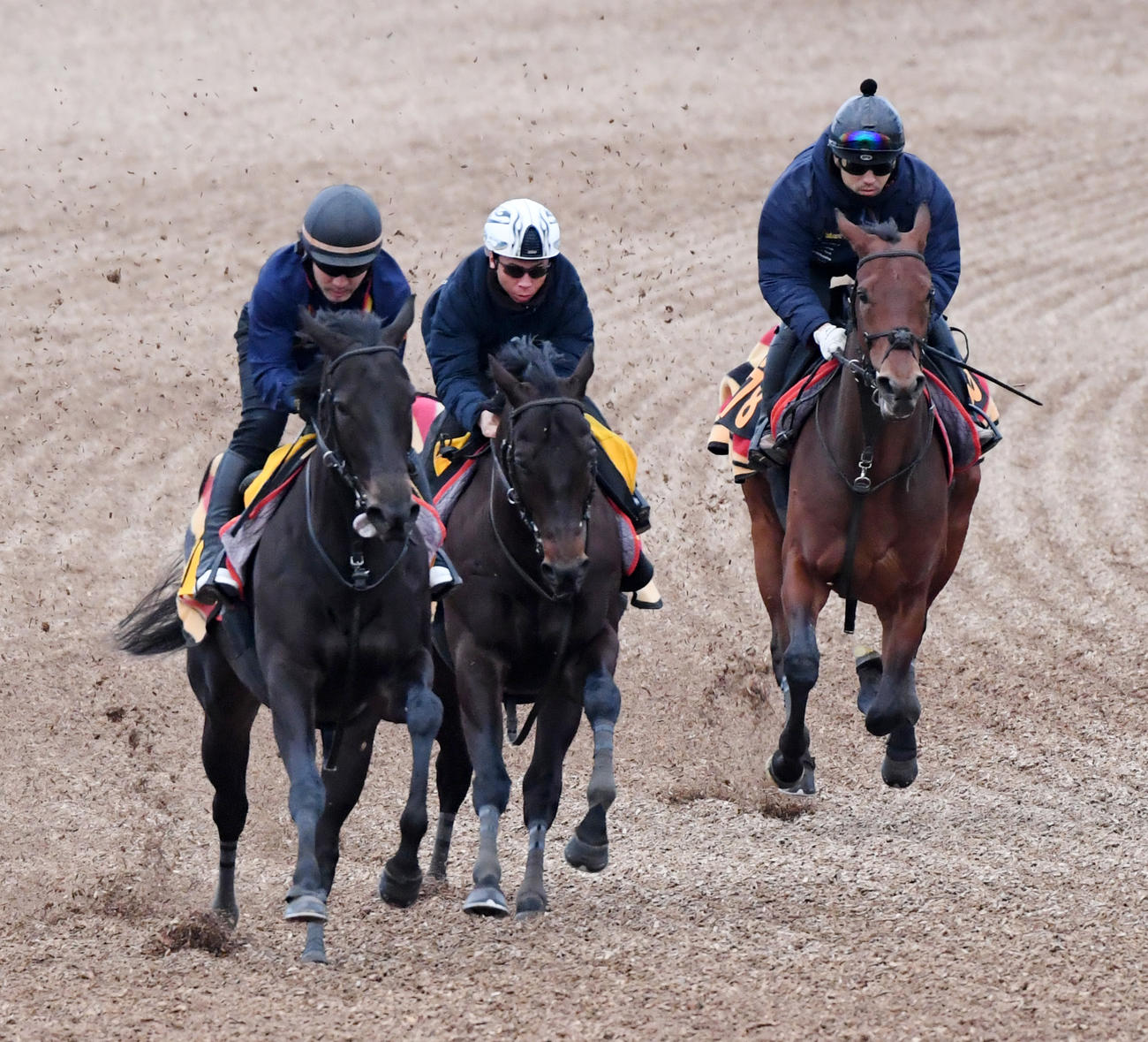 ウンブライル（右）はゴールデンシロップ（中央）、オレンジフィズと併せ馬で追い切る（撮影・柴田隆二）