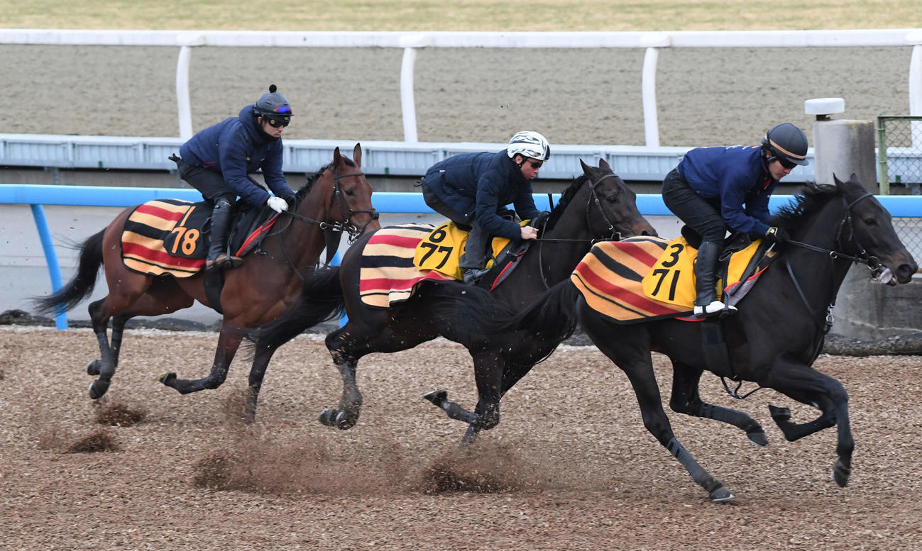 ウンブライル（左）はゴールデンシロップ（中央）、オレンジフィズと併せ馬で追い切る（撮影・柴田隆二）