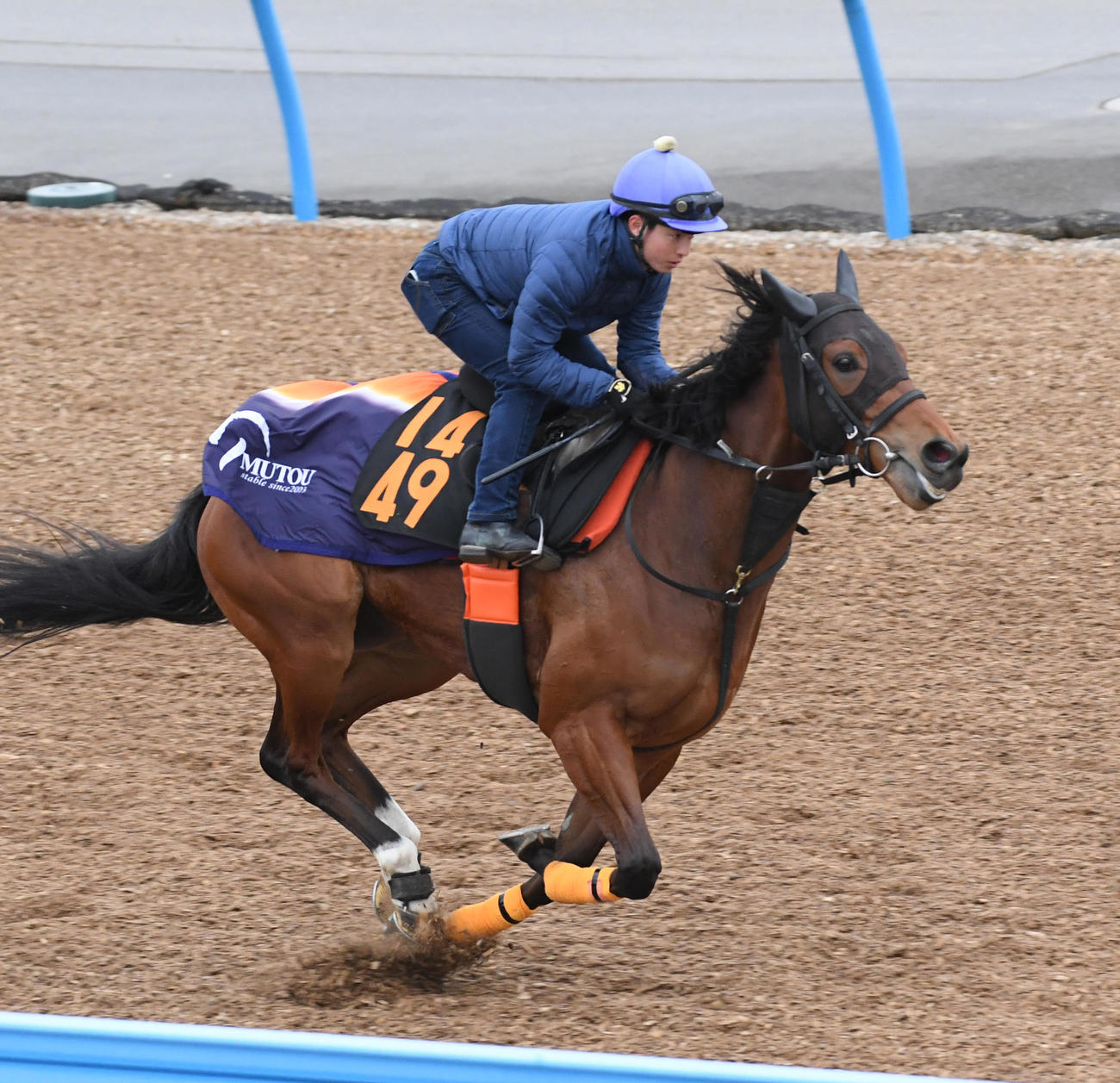 武藤騎手を背に追い切るモリアーナ（撮影・柴田隆二）