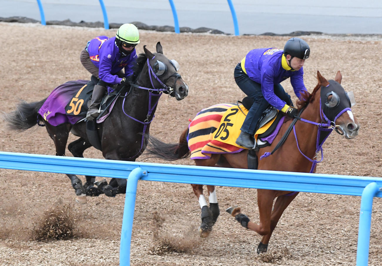 ウインオーディン（左）はヴィアメントと併せで追い切る（撮影・柴田隆二）