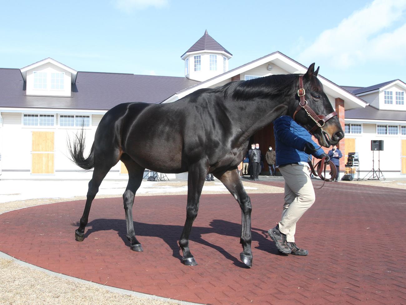 優駿スタリオンステーション2023年種牡馬展示会　チュウワウィザード（撮影・奥村晶治）