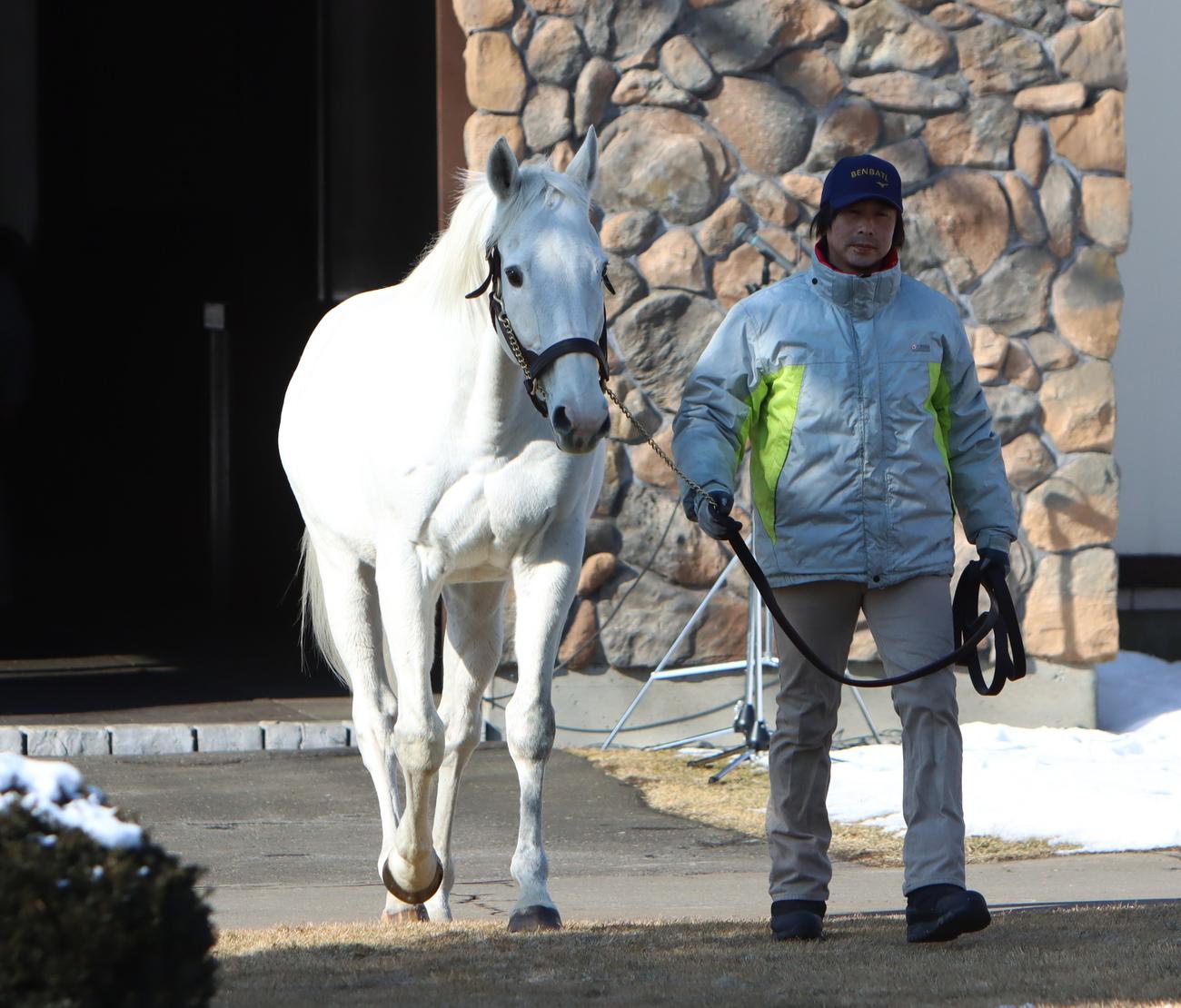 ビッグレッドファーム　2023年種牡馬展示会　ゴールドシップ（撮影・奥村晶治）
