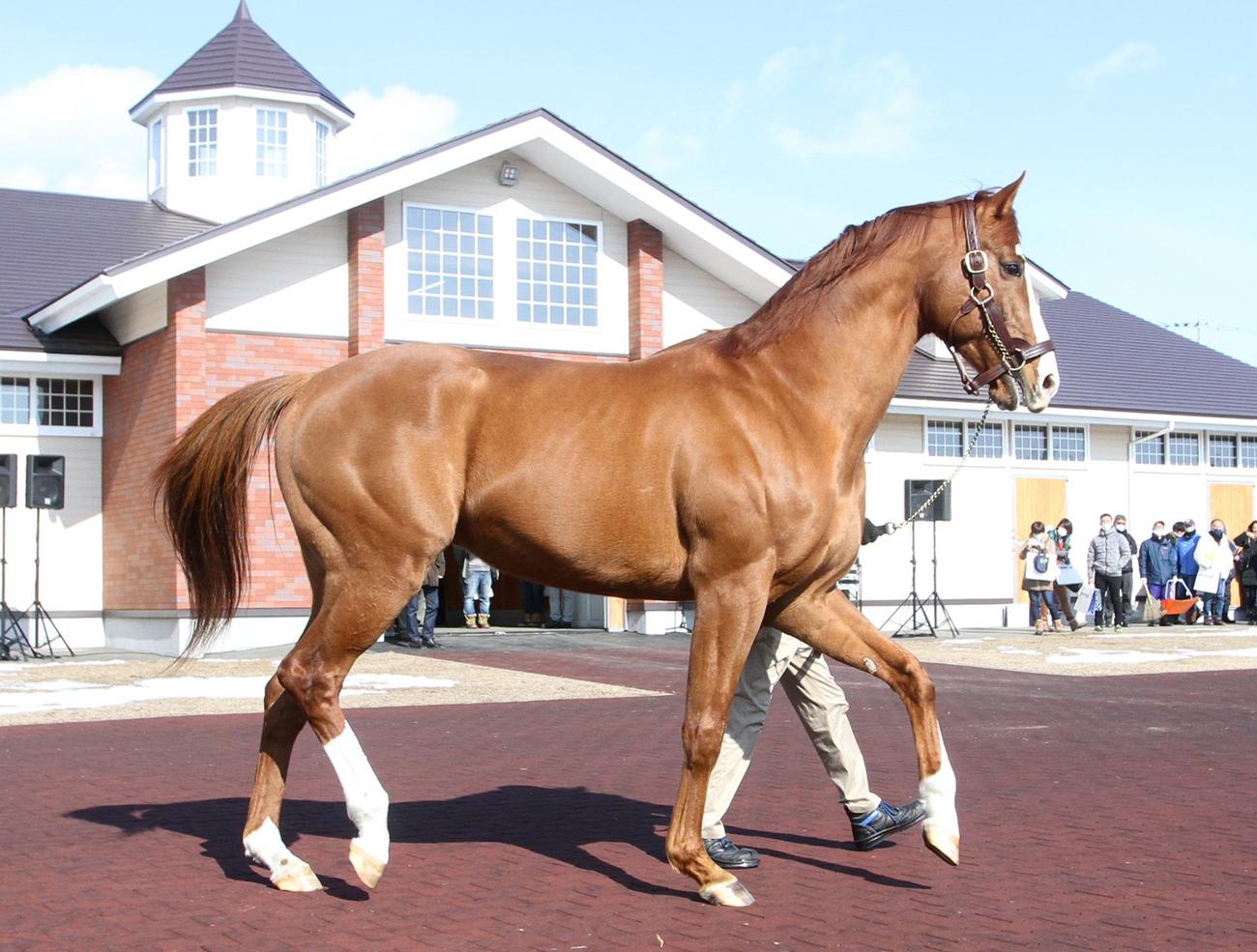 優駿スタリオンステーション　2023年種牡馬展示会　お披露目されたインティ（撮影・奥村晶治）