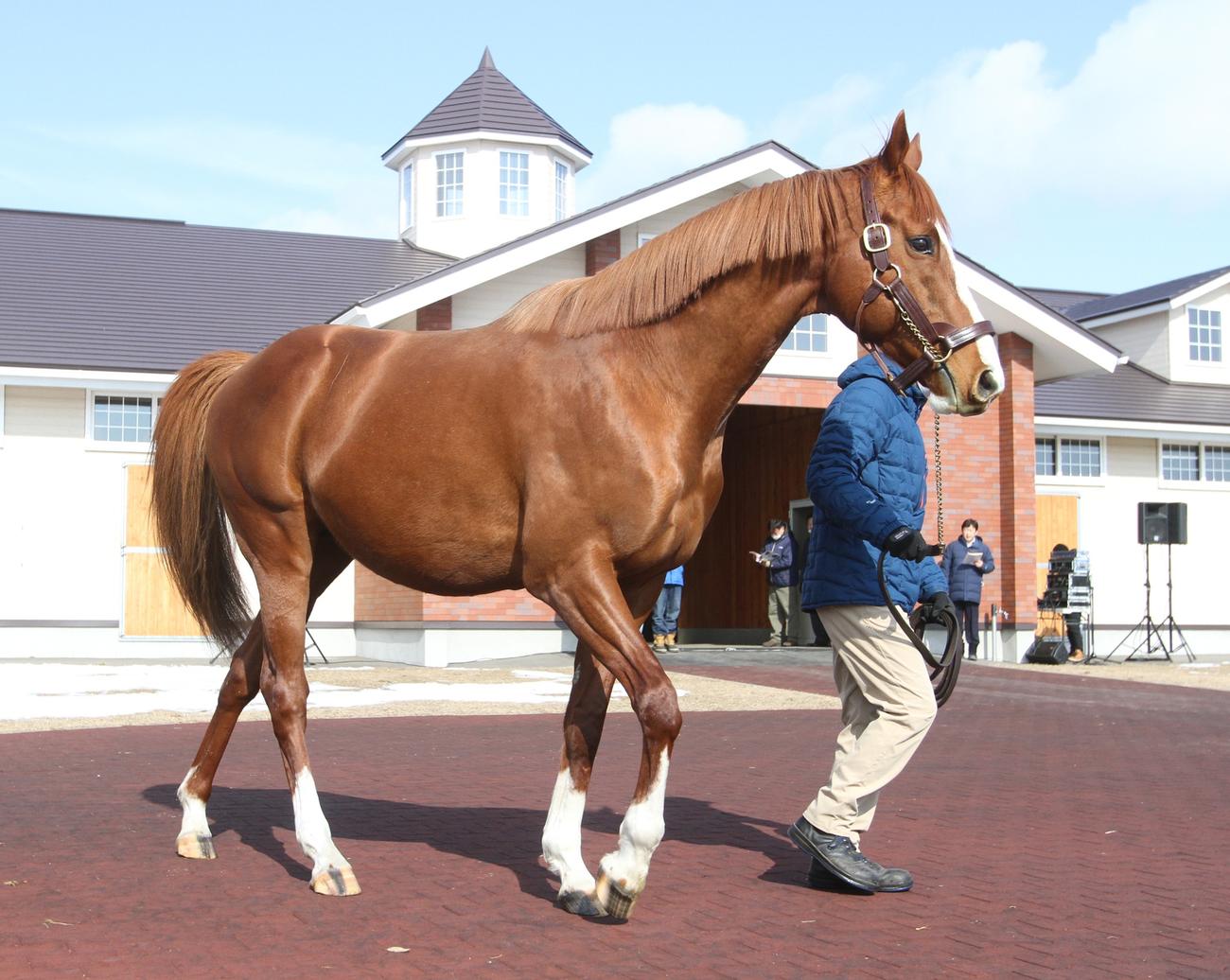 優駿スタリオンステーション　2023年種牡馬展示会　ケイティブレイブ（撮影・奥村晶治）