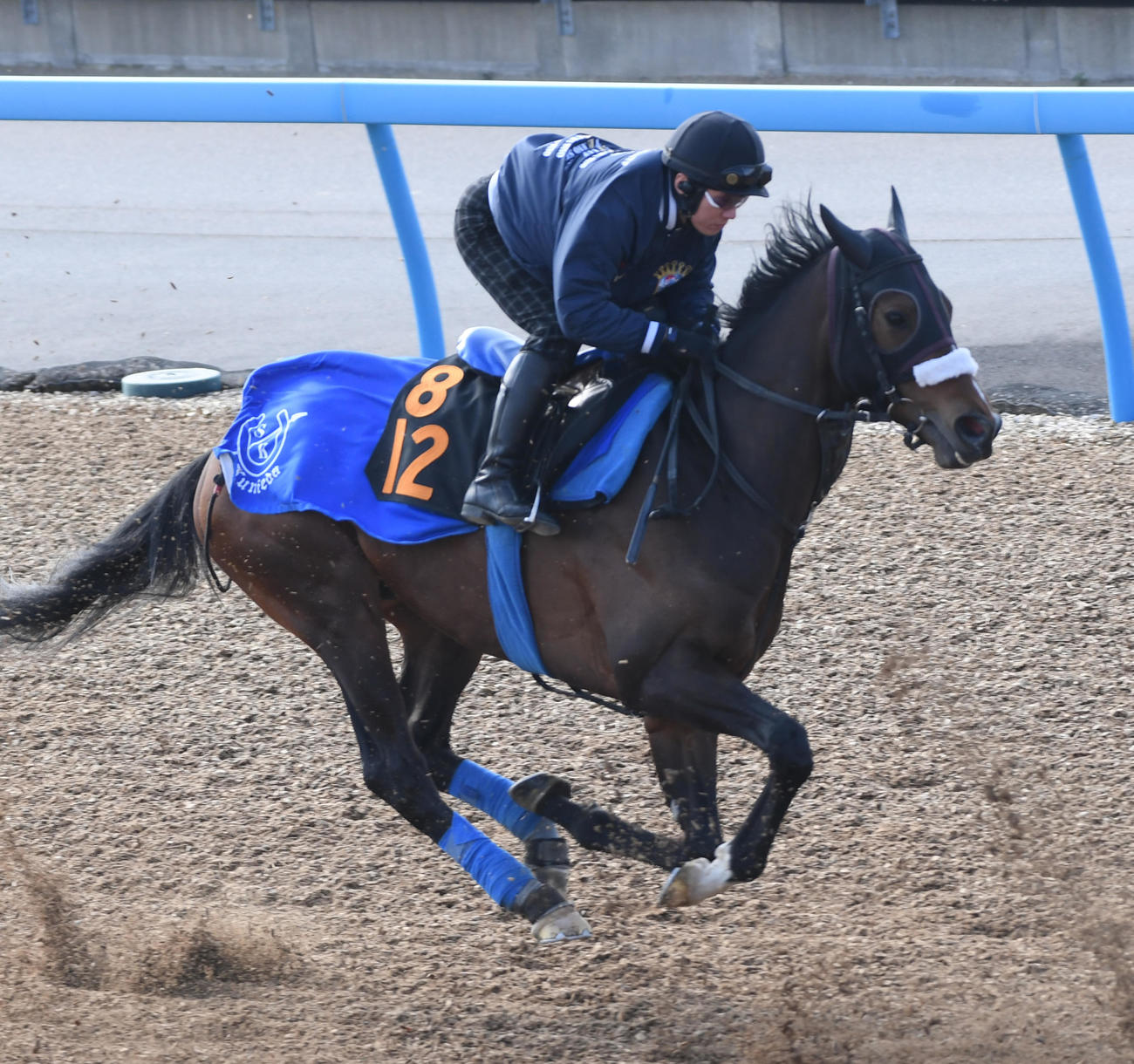 美浦トレセンで追い切ったダノンザタイガー（撮影・柴田隆二）