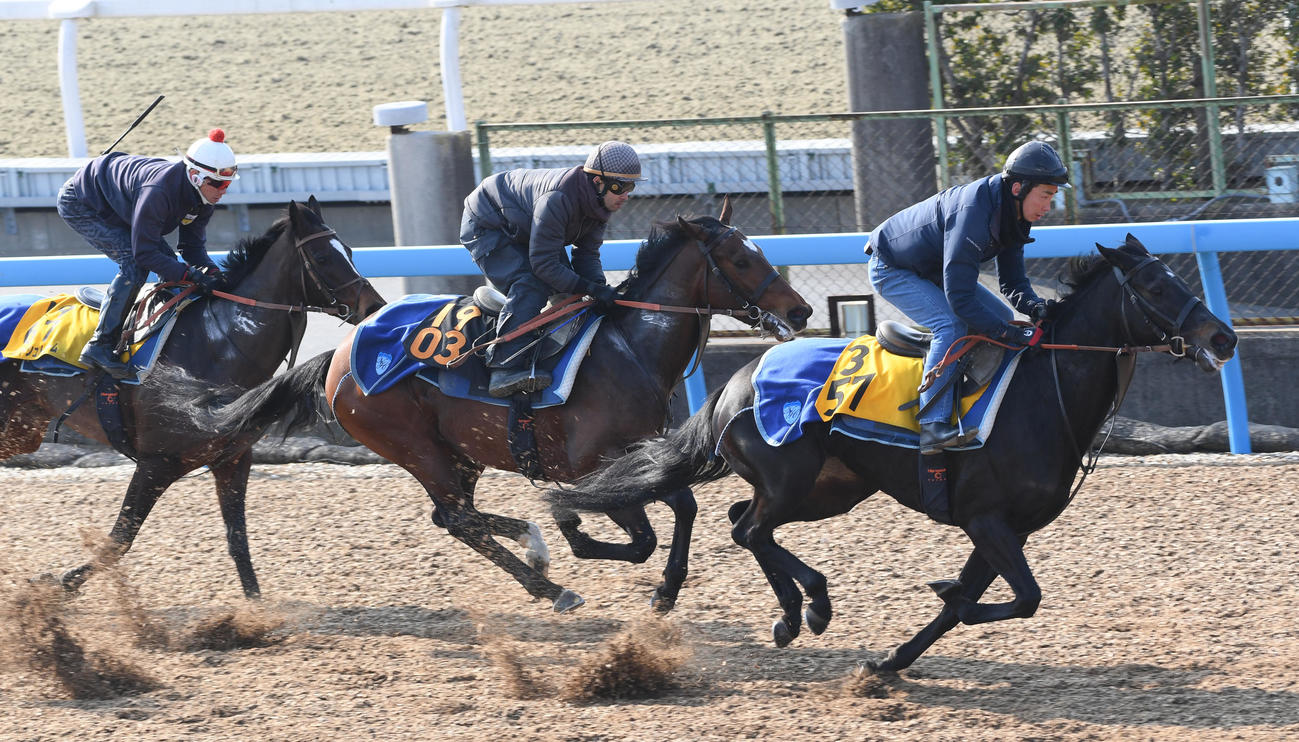 タスティエーラ（中央）はオハナ（右）、ルフトシュトロームと併せて追い切る（撮影・柴田隆二）