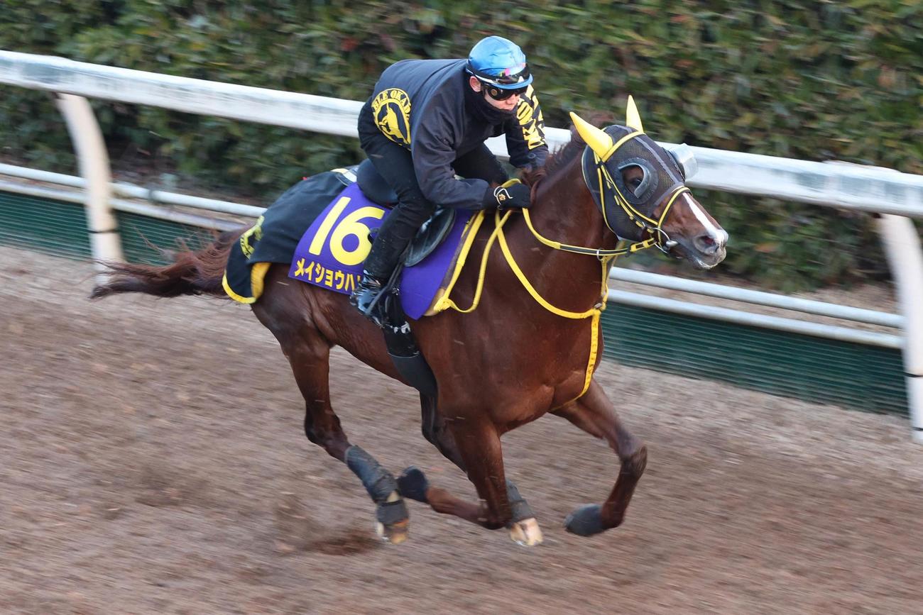 坂路で追い切られたメイショウハリオ