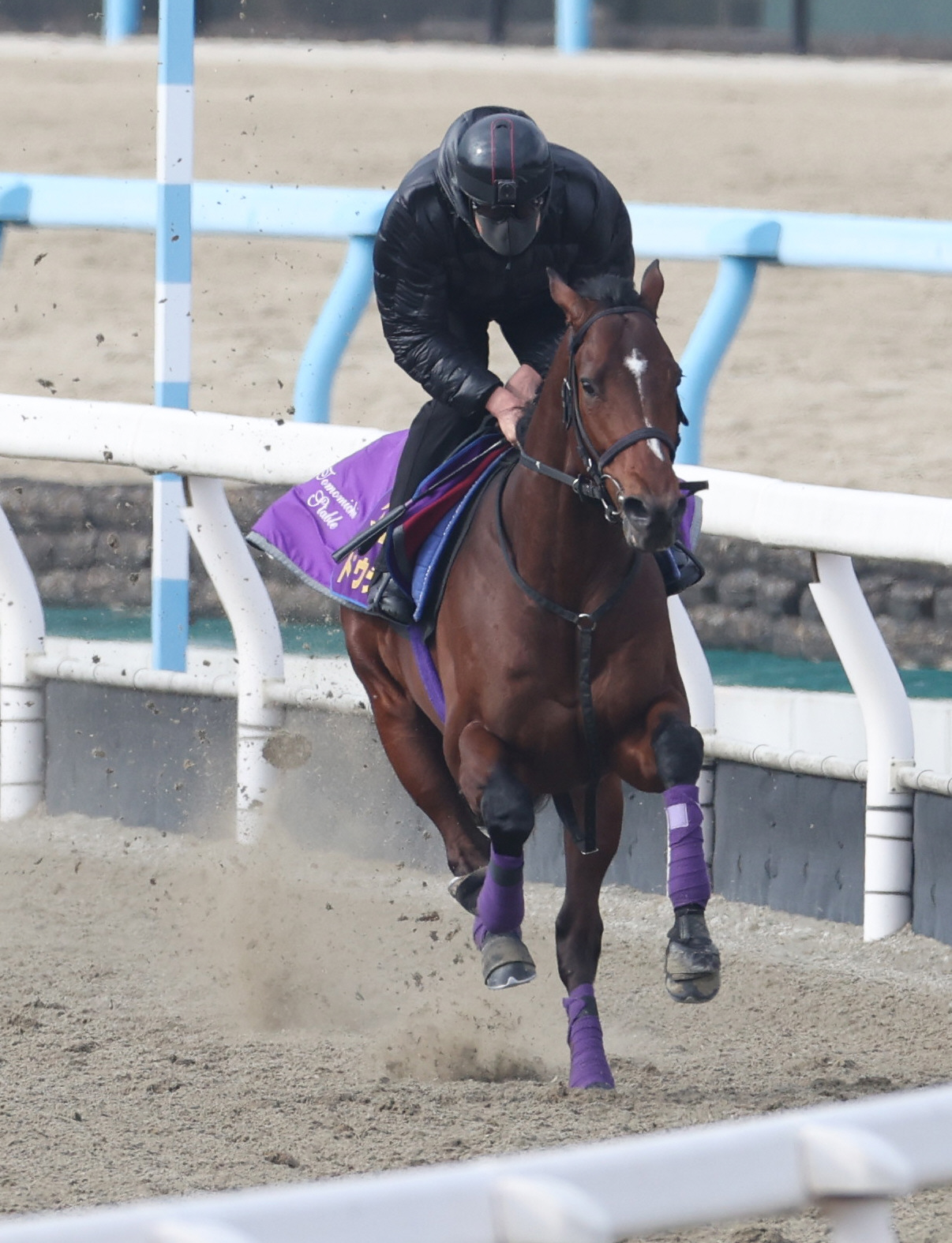 ポリトラックで追い切るドウデュース