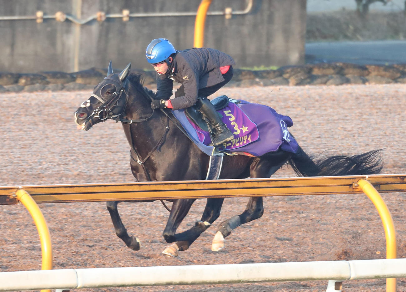 団野騎手を背にCウッドを単走で追い切るキラーアビリティ（撮影・白石智彦）