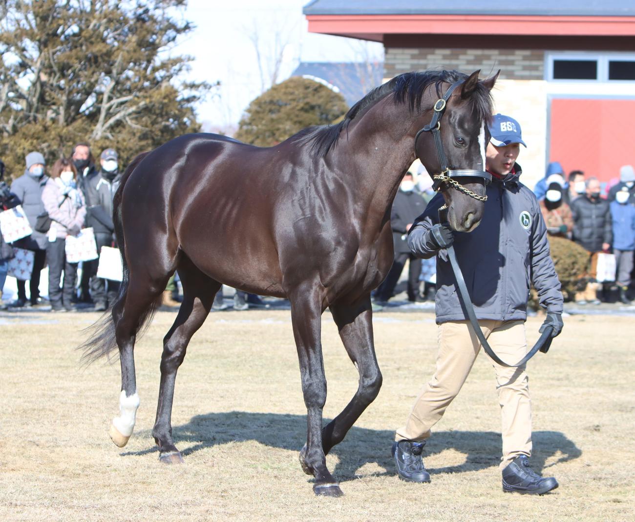 ブリーダーズスタリオンステーション2023年種牡馬展示会　グローリーヴェイズ（撮影・奥村晶治）
