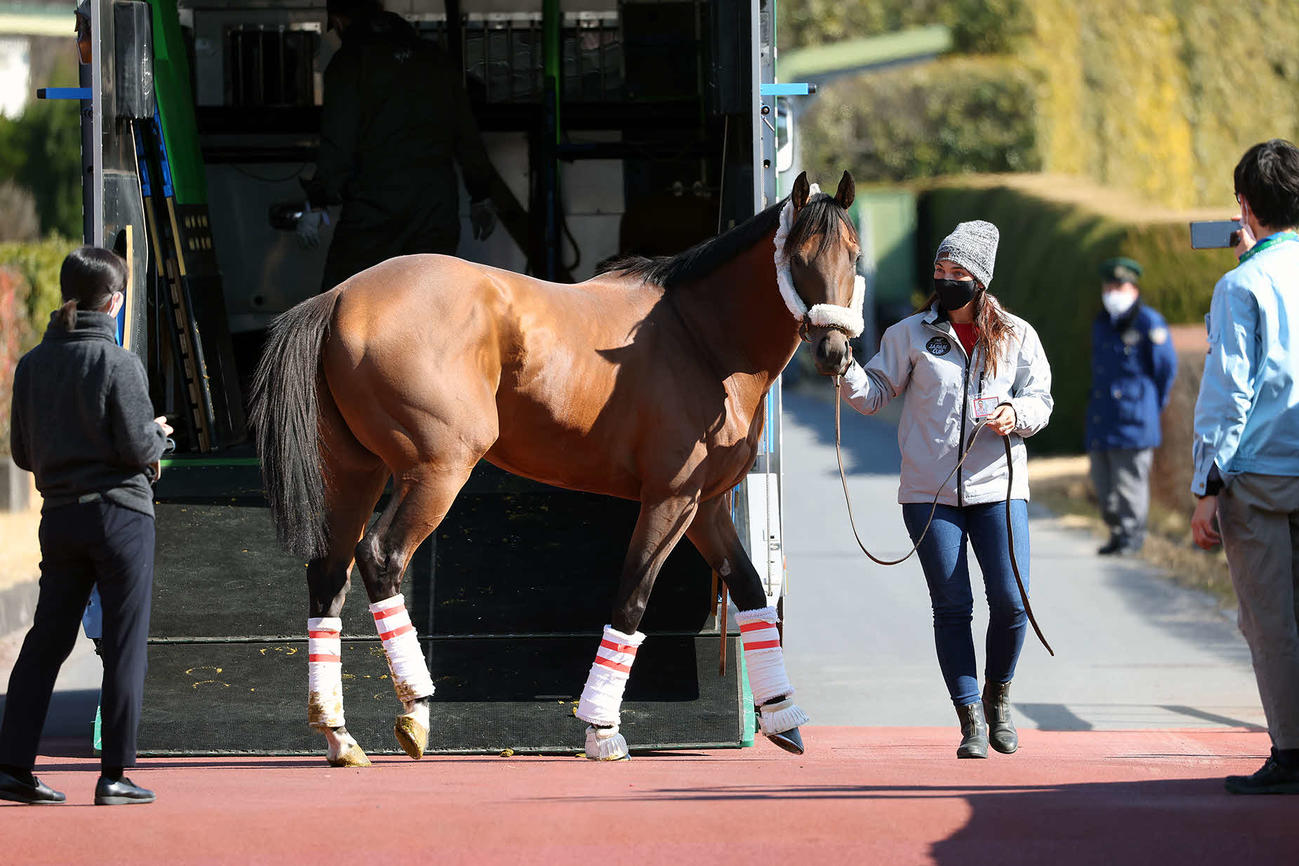 東京競馬場に到着したシャールズスパイト（C）JRA