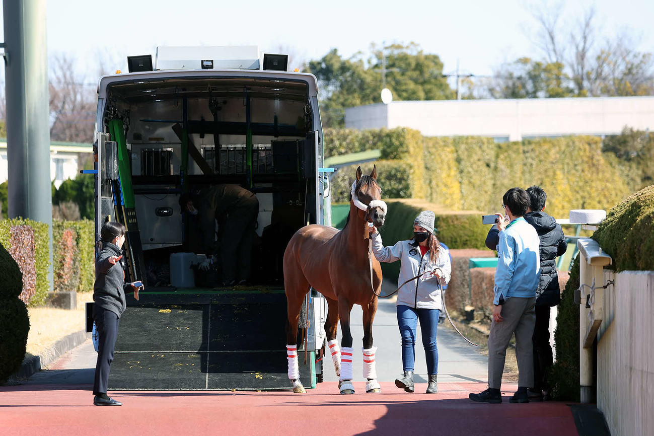 東京競馬場に到着したシャールズスパイト（C）JRA