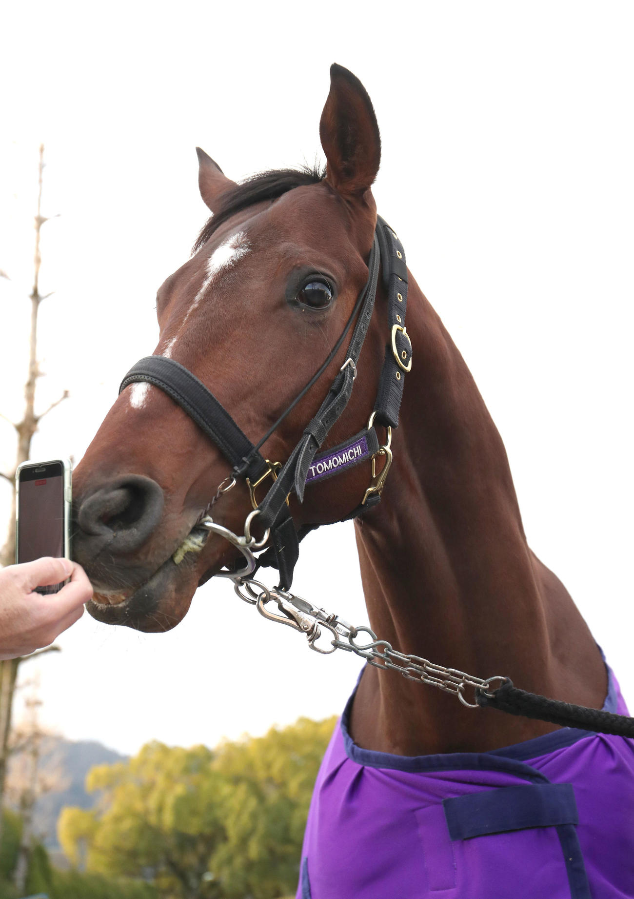 スマートフォンに鼻面を寄せるドウデュース（撮影・白石智彦）