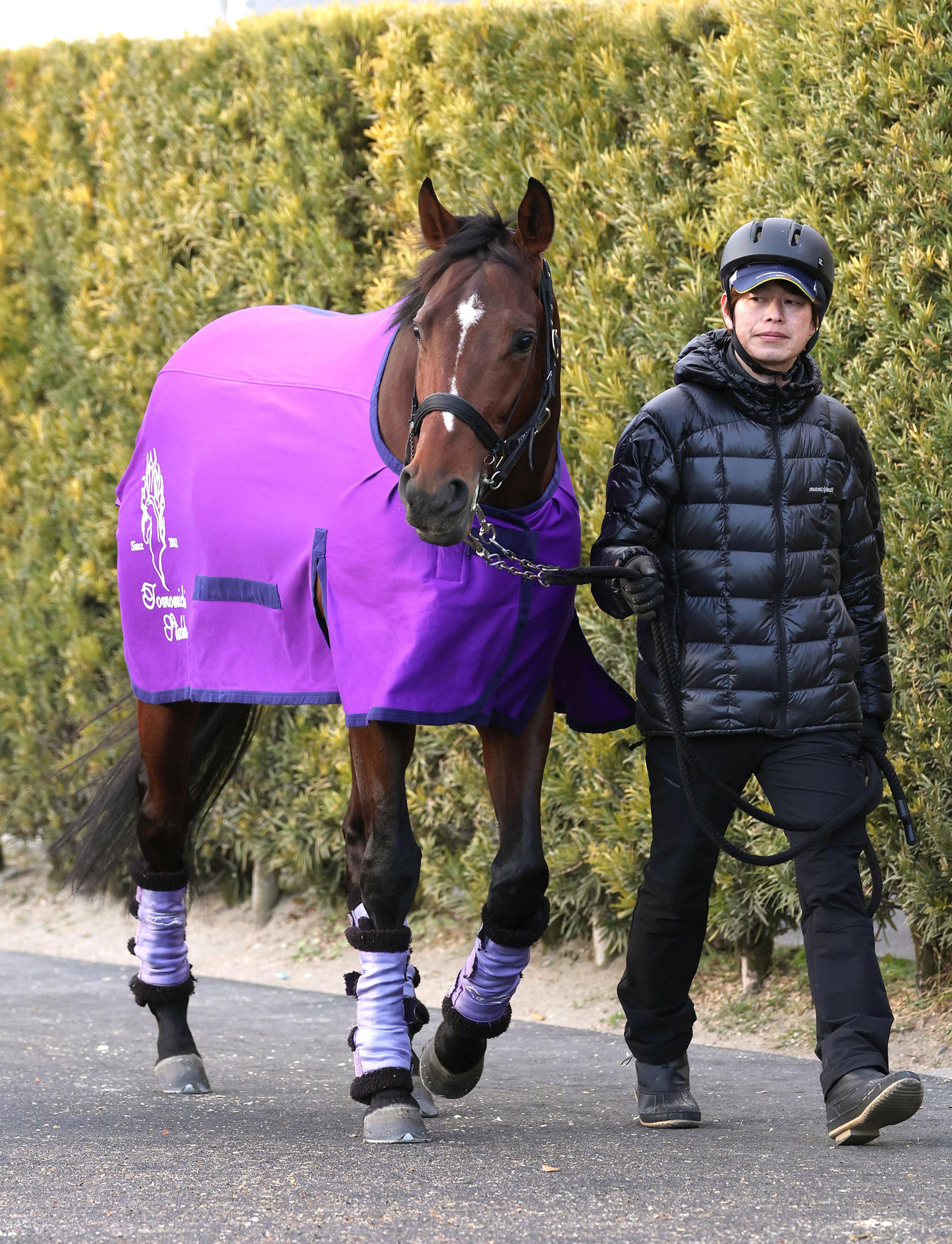 厩舎周りで運動するドウデュース（撮影・白石智彦）