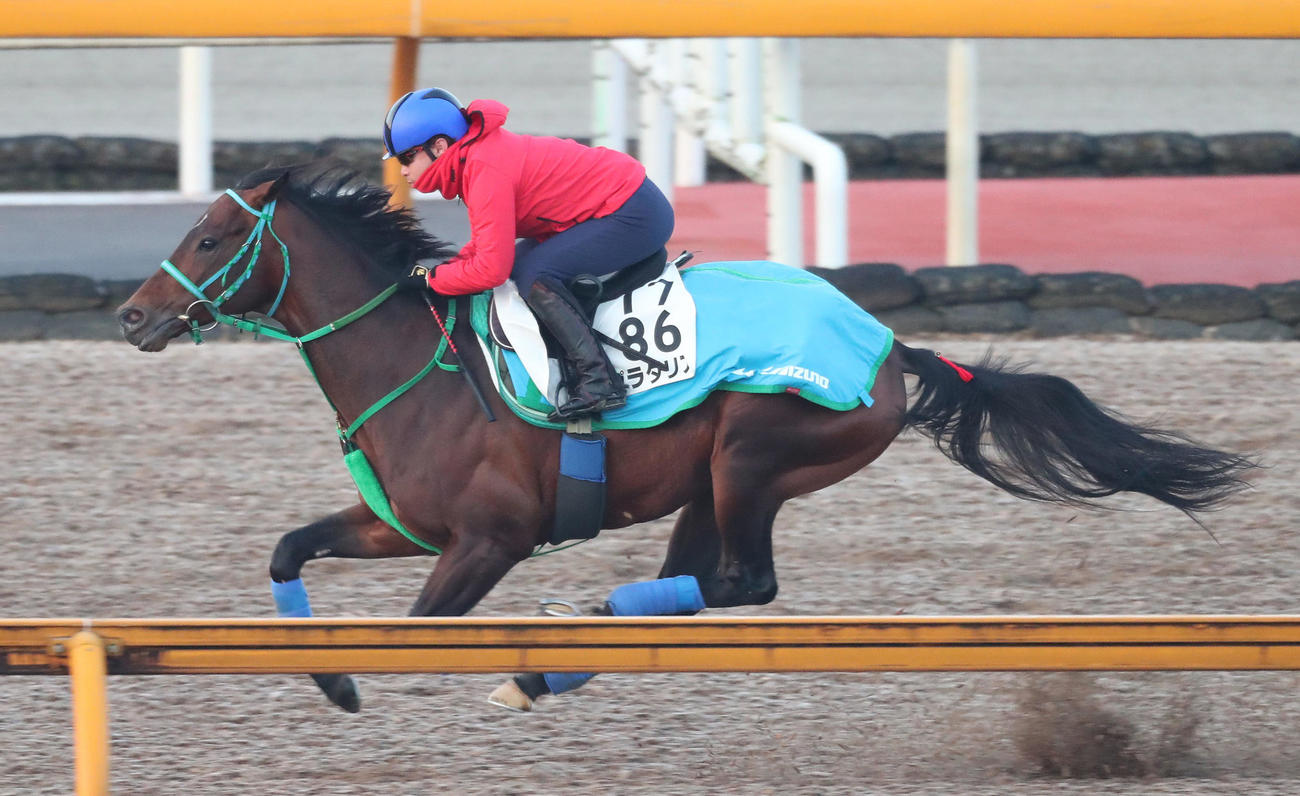 池添騎手を背にCウッドで追い切るプラダリア（撮影・白石智彦）