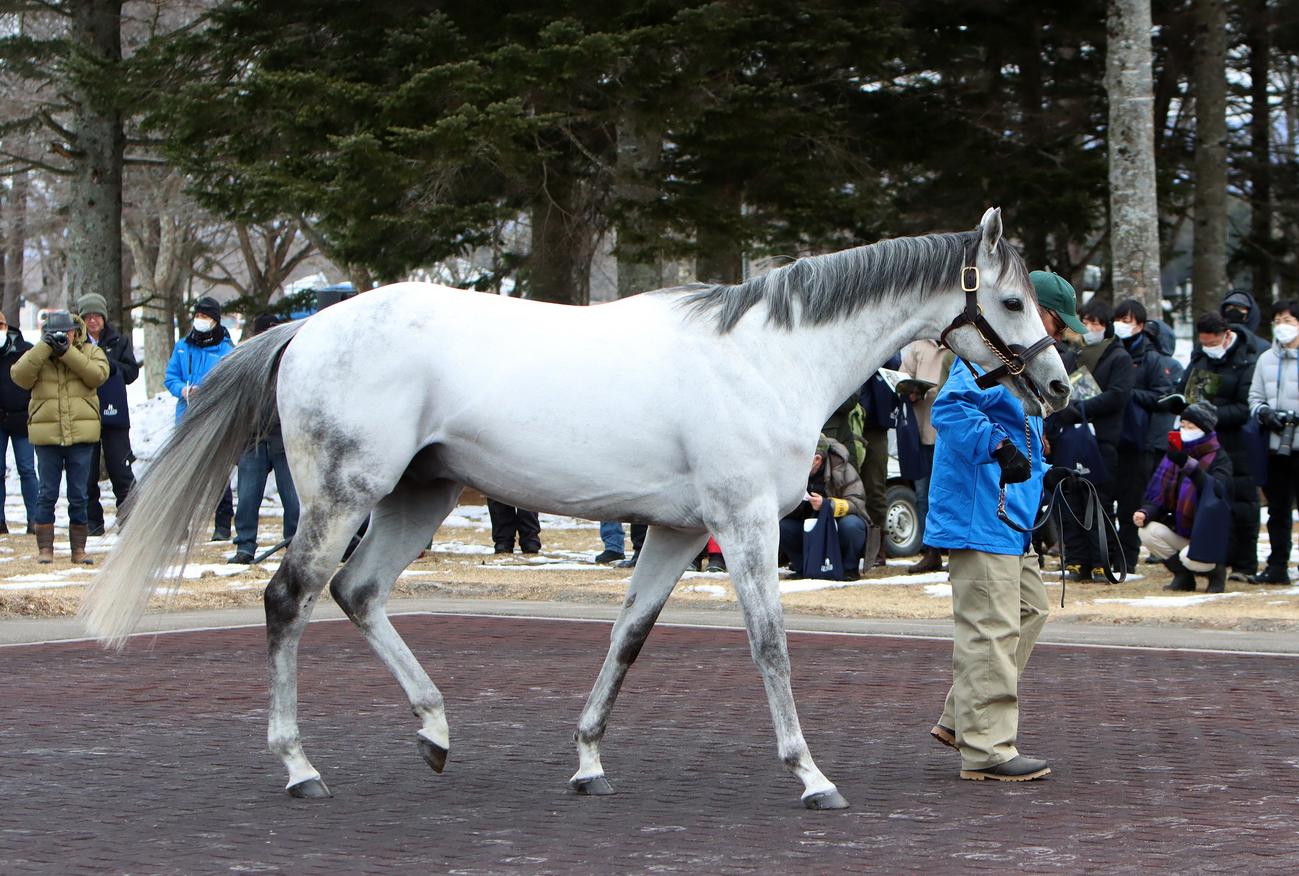 レックススタッド　2023年種牡馬展示会　パレードリングを周回するオメガパフューム