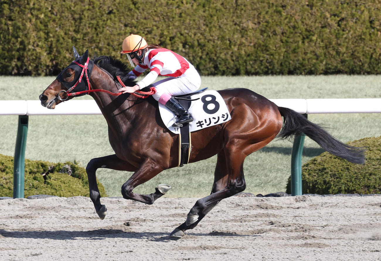 阪神2R、永島騎手を背に3歳未勝利を勝ち上がったキリンジ（撮影・白石智彦）
