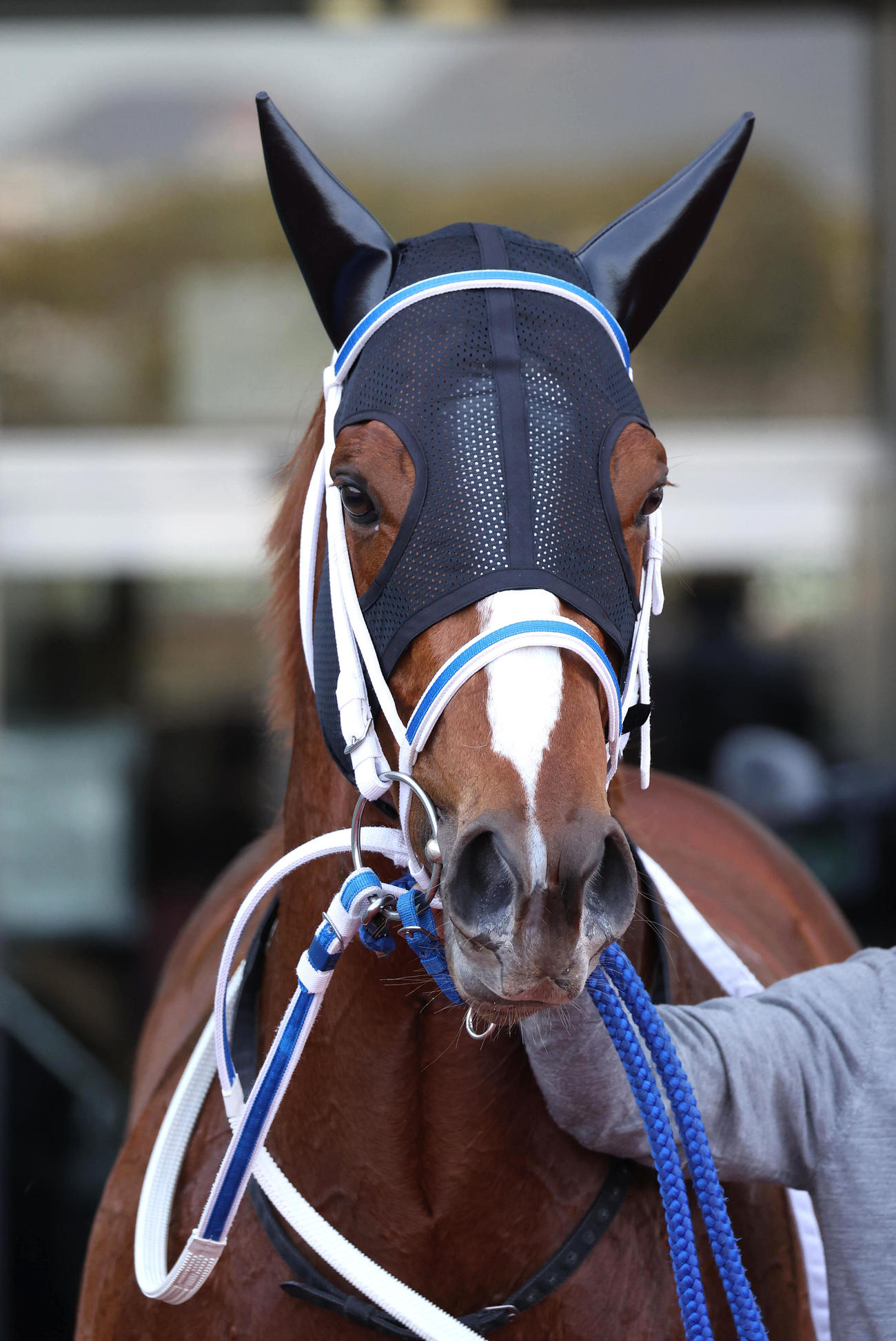 阪神4R、新馬戦を快勝したセラフィックコール（撮影・白石智彦）