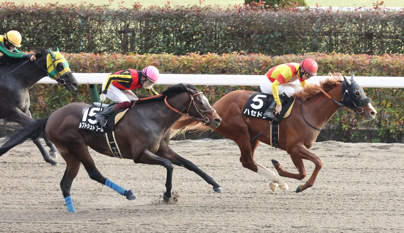 バレンタインSを制したハセドンと横山和騎手（撮影・丹羽敏通）