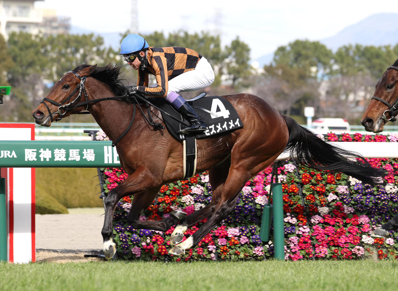 阪神8R、逃げ切ってこぶし賞を制したモズメイメイ（撮影・白石智彦）