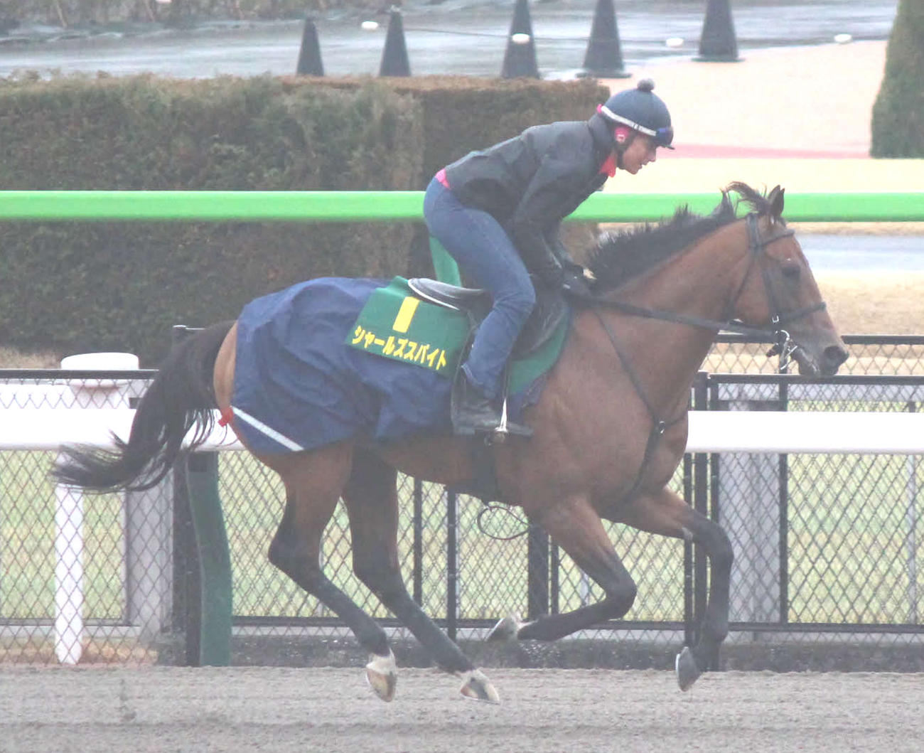 東京競馬場で調整するシャールズスパイト