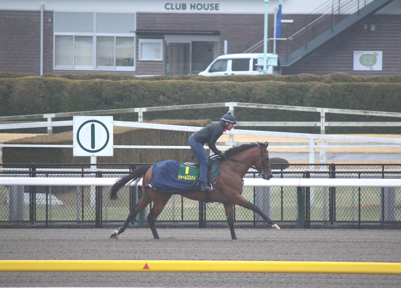 東京競馬場で調整するシャールズスパイト