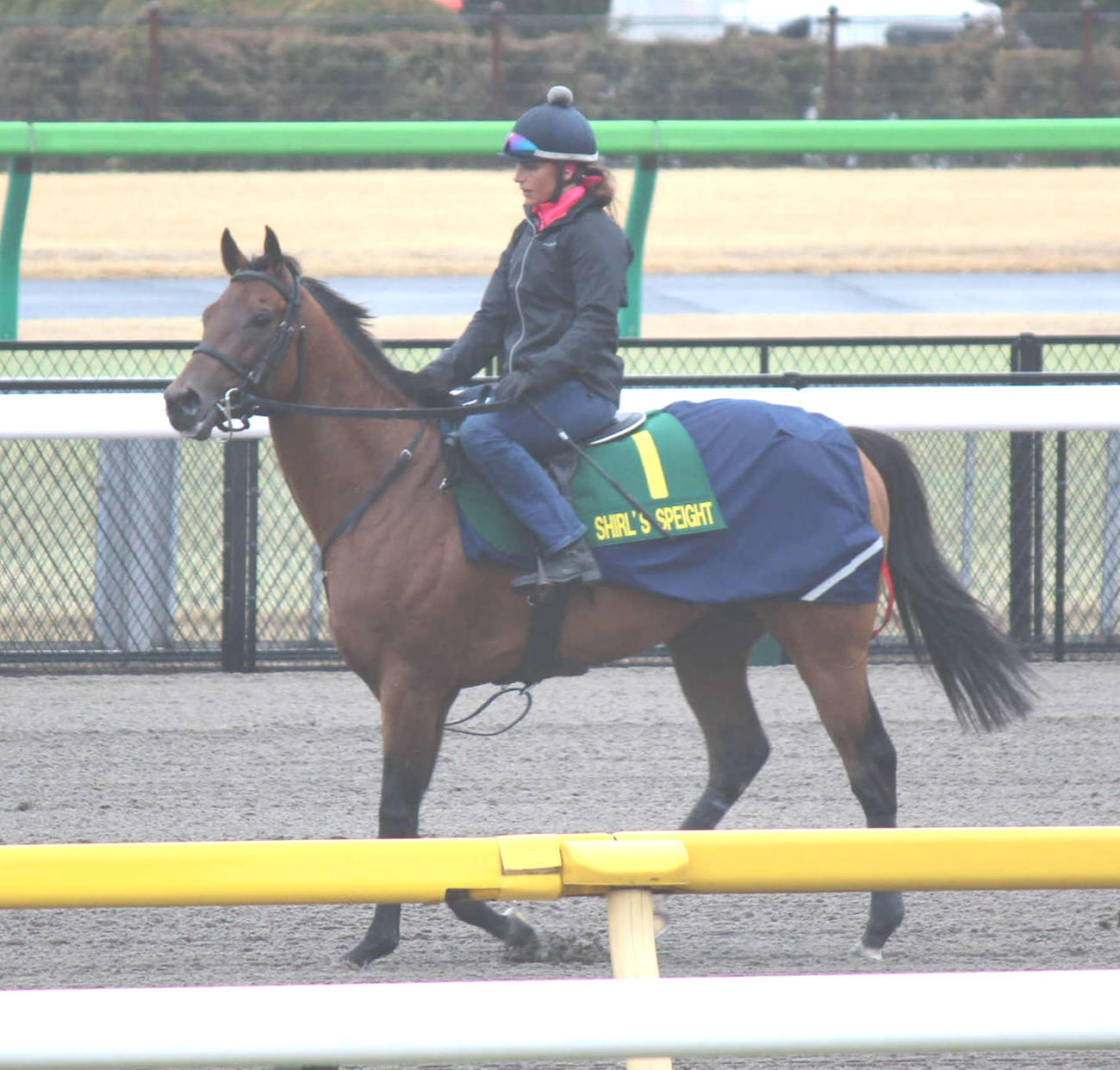 東京競馬場で調整するシャールズスパイト