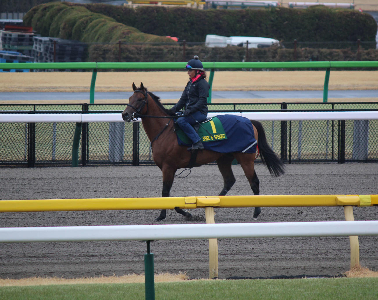 東京競馬場で調整するシャールズスパイト