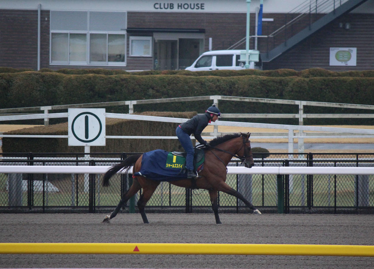 東京競馬場で調整するシャールズスパイト