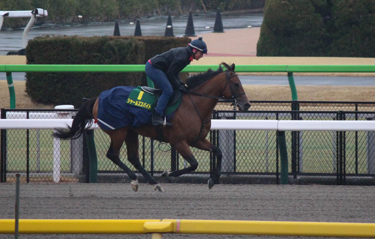 東京競馬場で調整するシャールズスパイト