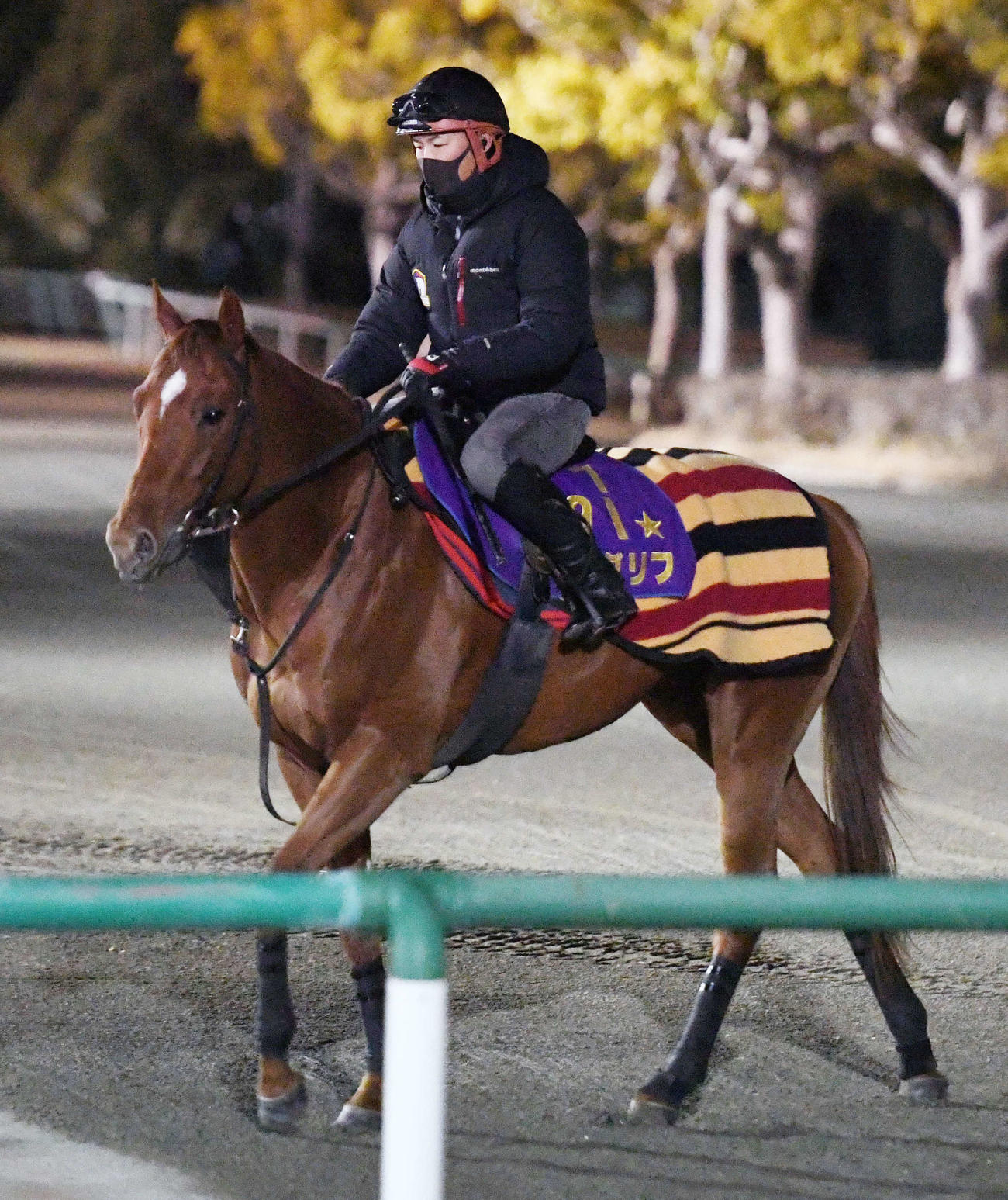 サウジアラビア遠征のため、調教に向かうジオグリフ（撮影・柴田隆二）
