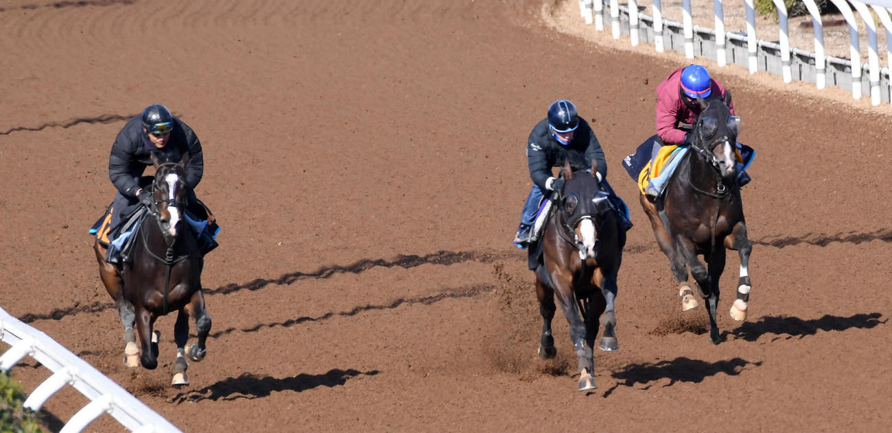 テイエムサウスダン（中央）はカランドゥーラ（右）、シャーンゴッセと併せ馬