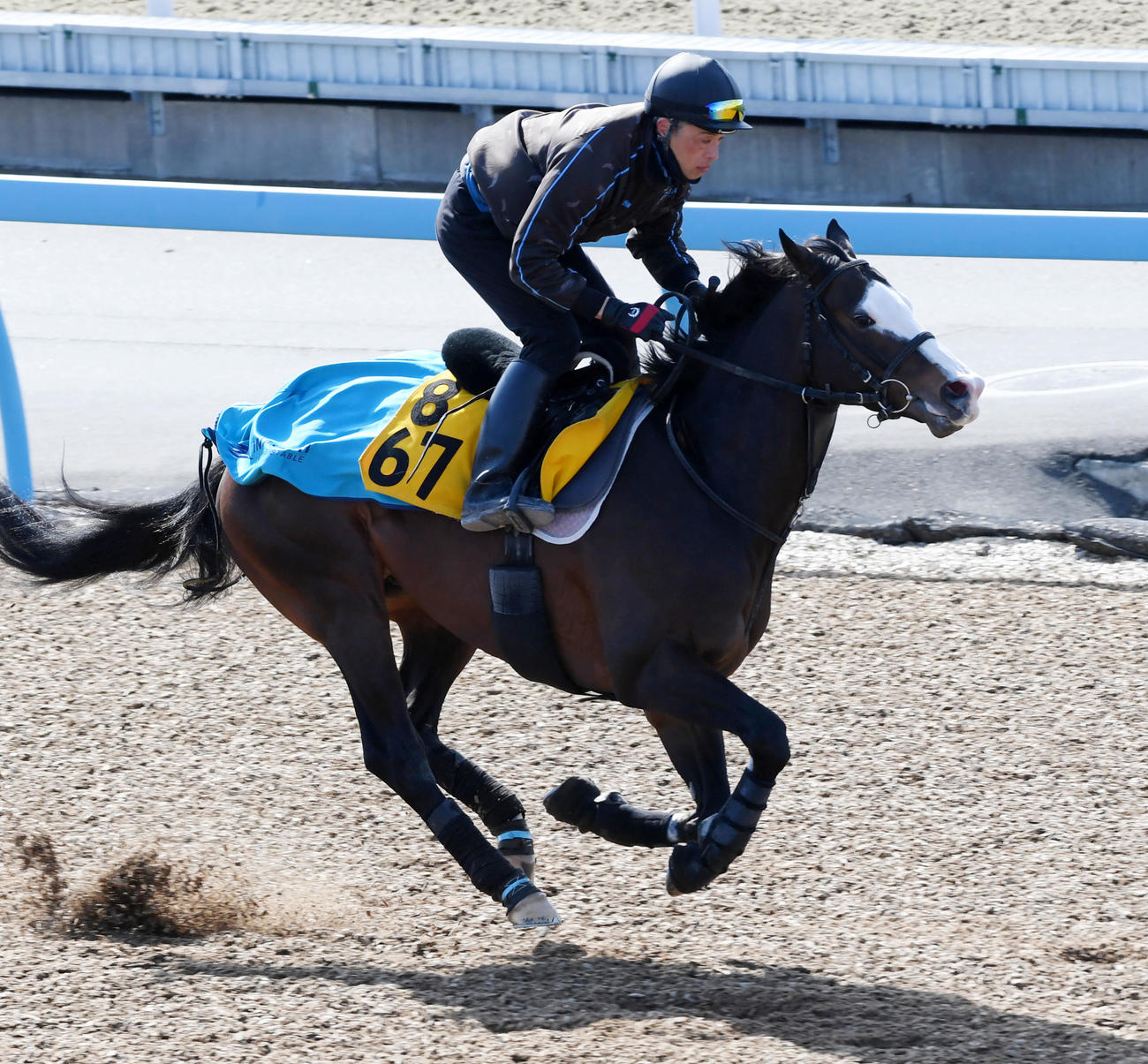ウッドチップで追い切るシルブロン（撮影・柴田隆二）