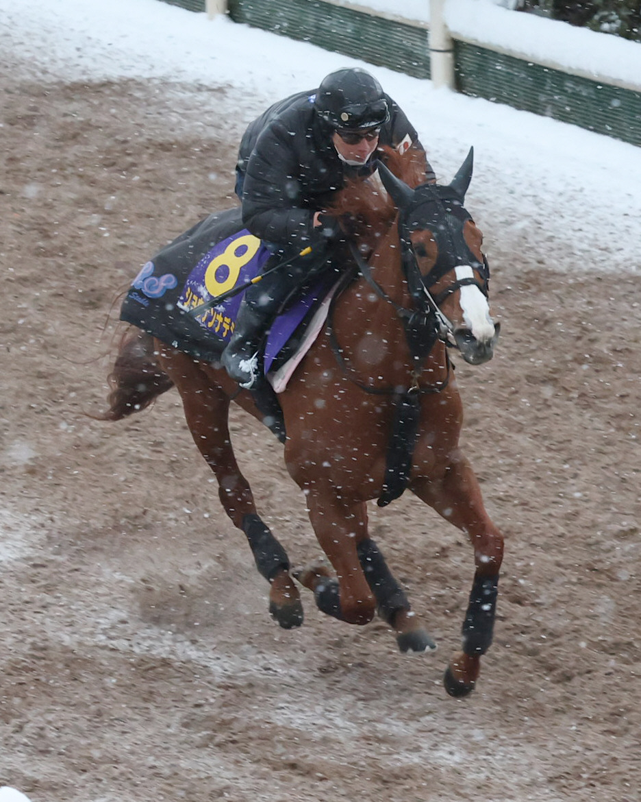 雪の中、坂路で追い切るショウナンナデシコ