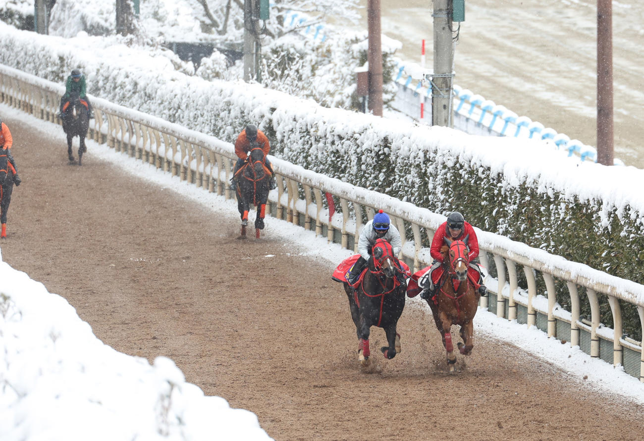 雪の中、戸崎騎手を背に坂路にて併せ馬で追い切るドライスタウト（前方・左）
