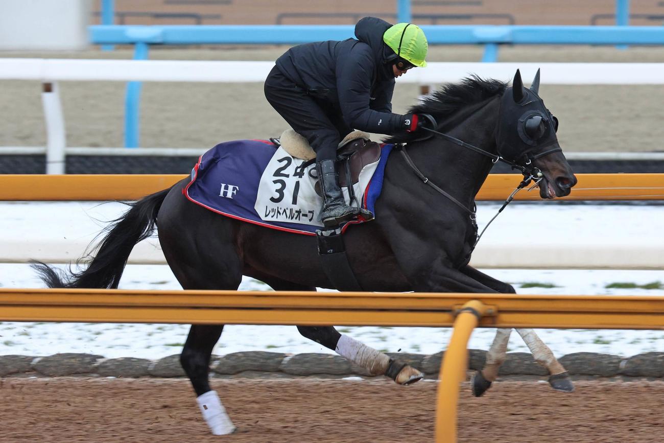 Cウッド単走で追い切られたレッドベルオーブ