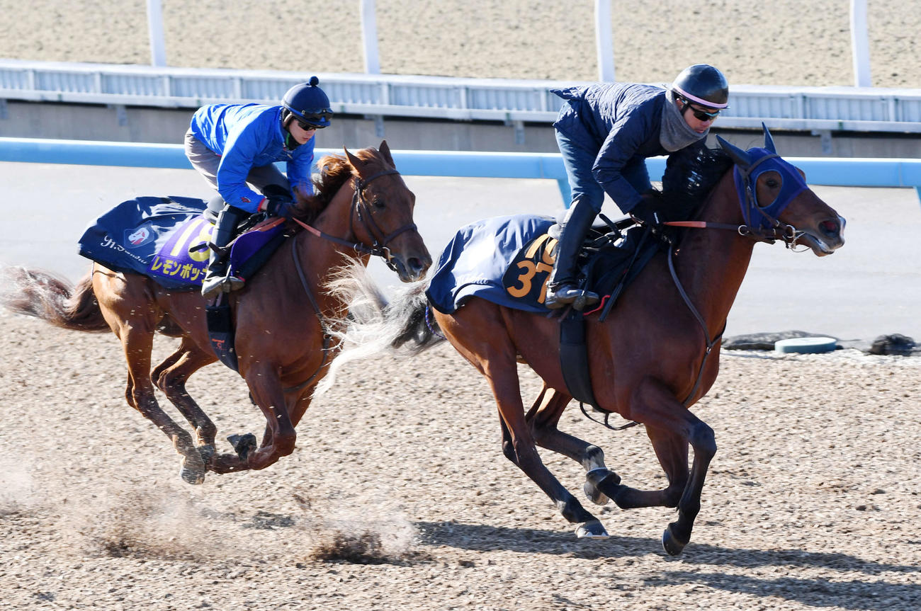 坂井瑠星騎手を背にレモンポップ（左）はハウゼと併せて追い切る（撮影・柴田隆二）