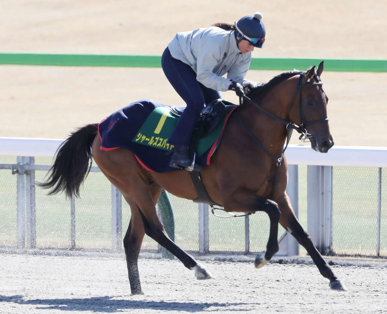 ダートコースで運動するシャールズスパイト（撮影・丹羽敏通）