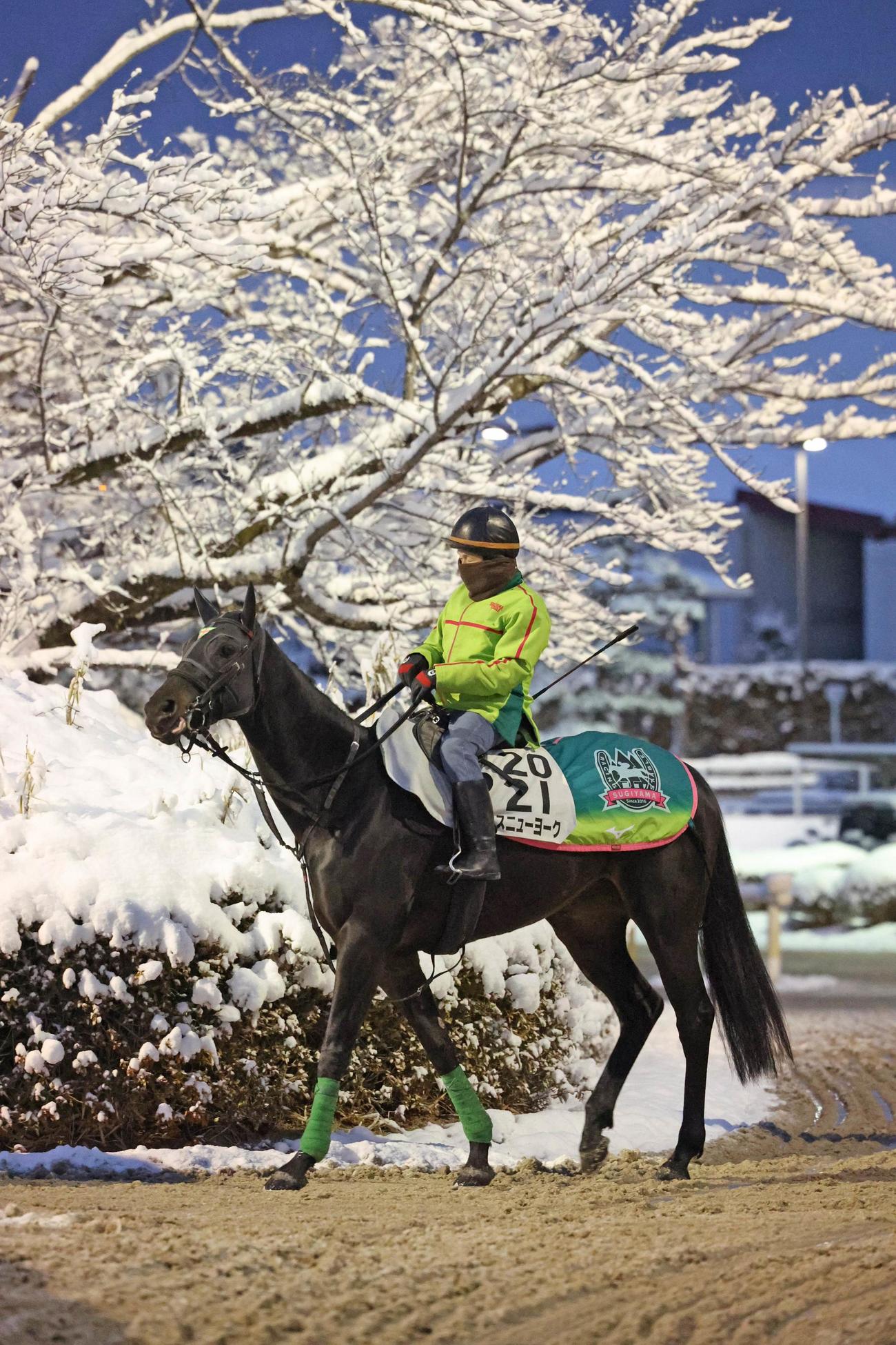 15日、雪が積もった桜の下を行くミスニューヨーク