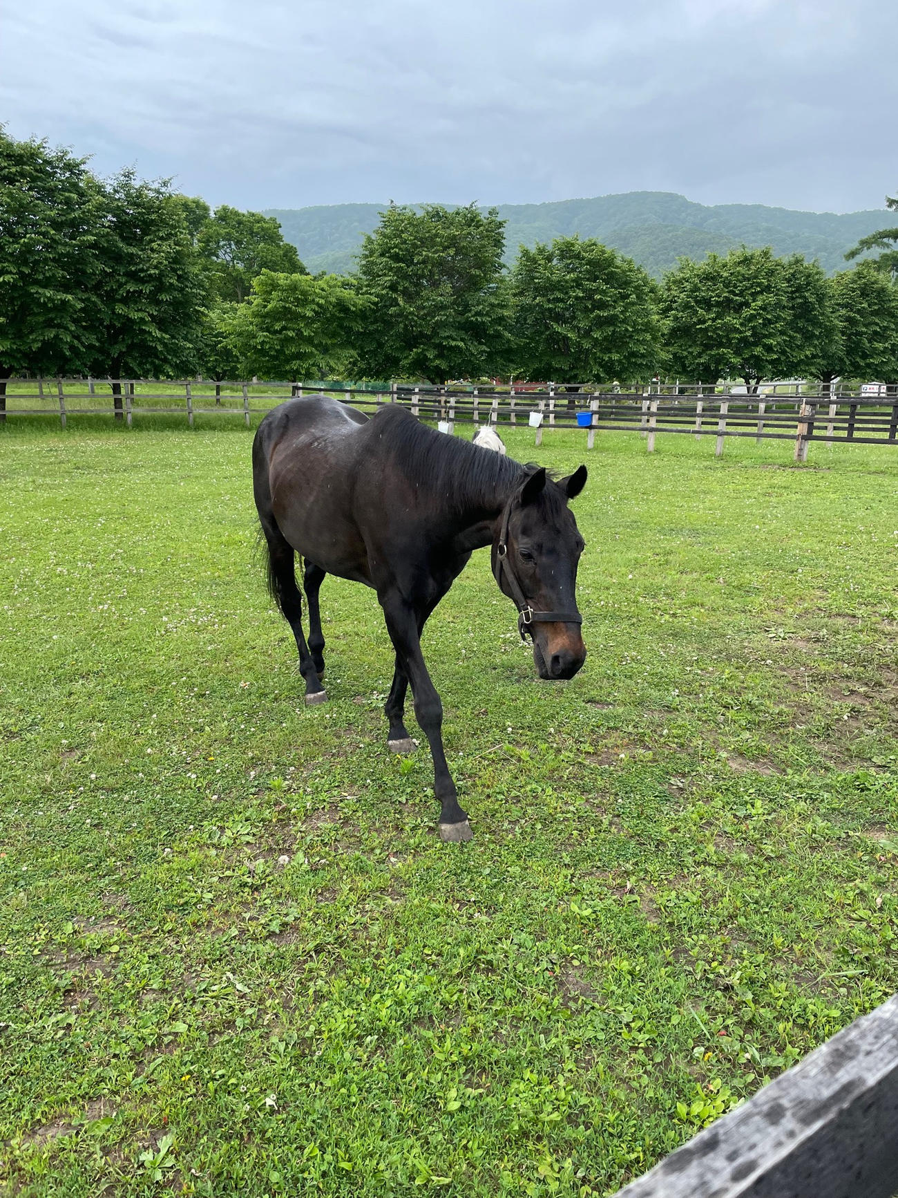 余生を過ごす93年ダービー馬ウイニングチケット