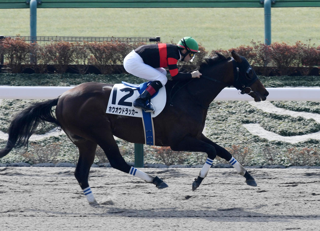 東京1Rを勝利したホウオウドラッカーとルメール騎手（撮影・柴田隆二）