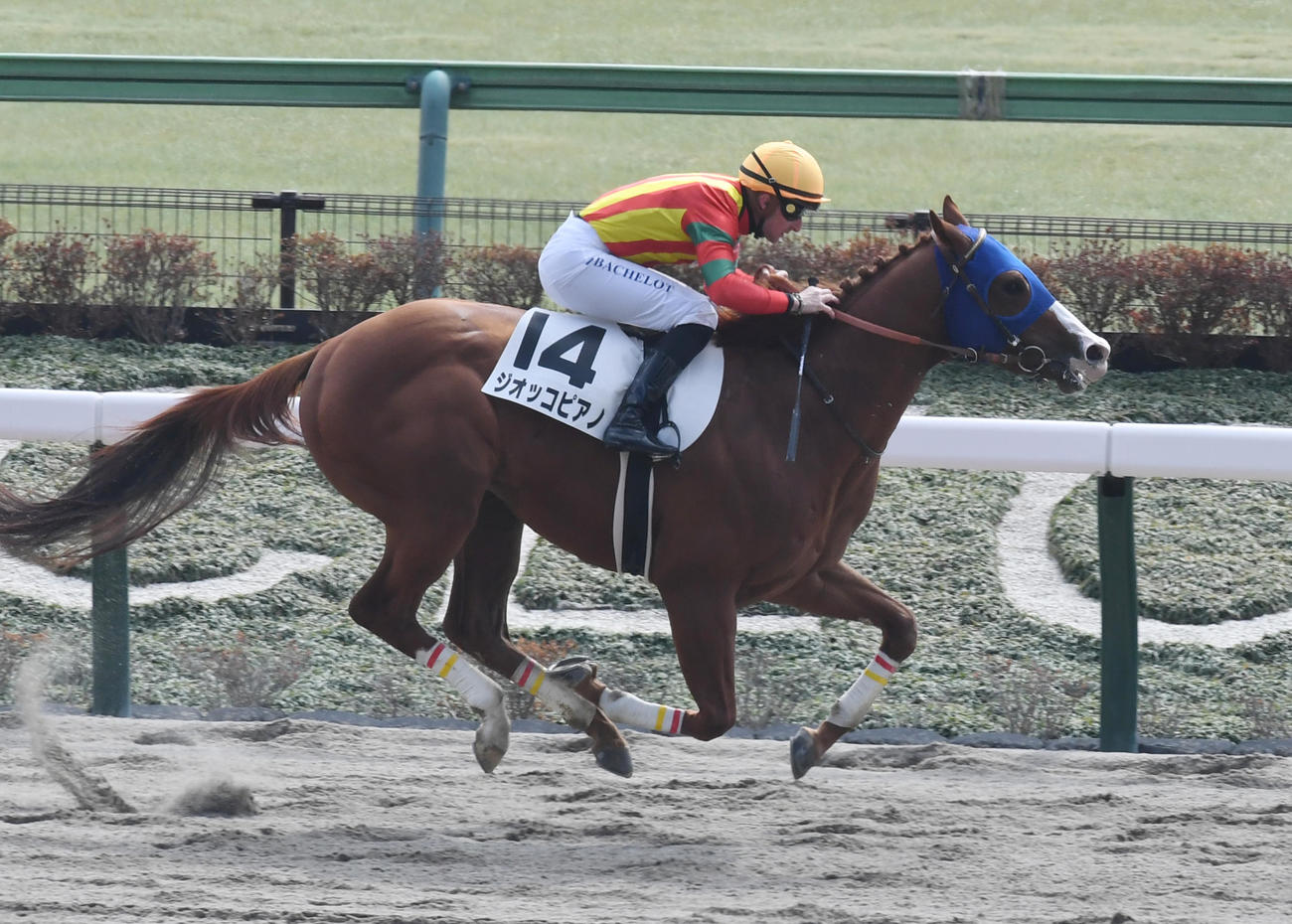 東京5R新馬戦を制したジオッコピアノとバシュロ騎手（撮影・柴田隆二）