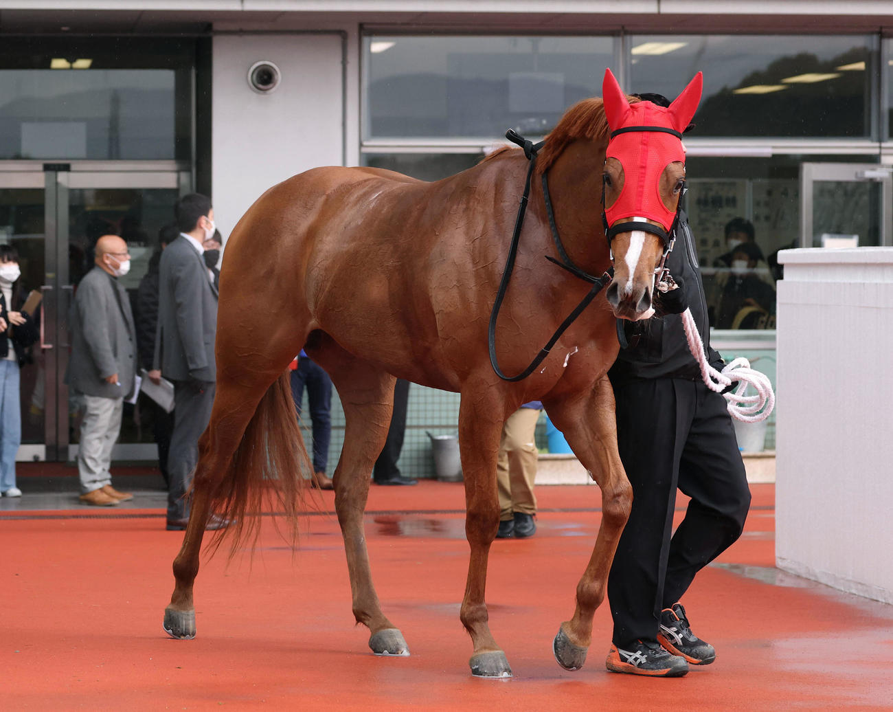 阪神4R新馬戦を制したフェリ（撮影・白石智彦）