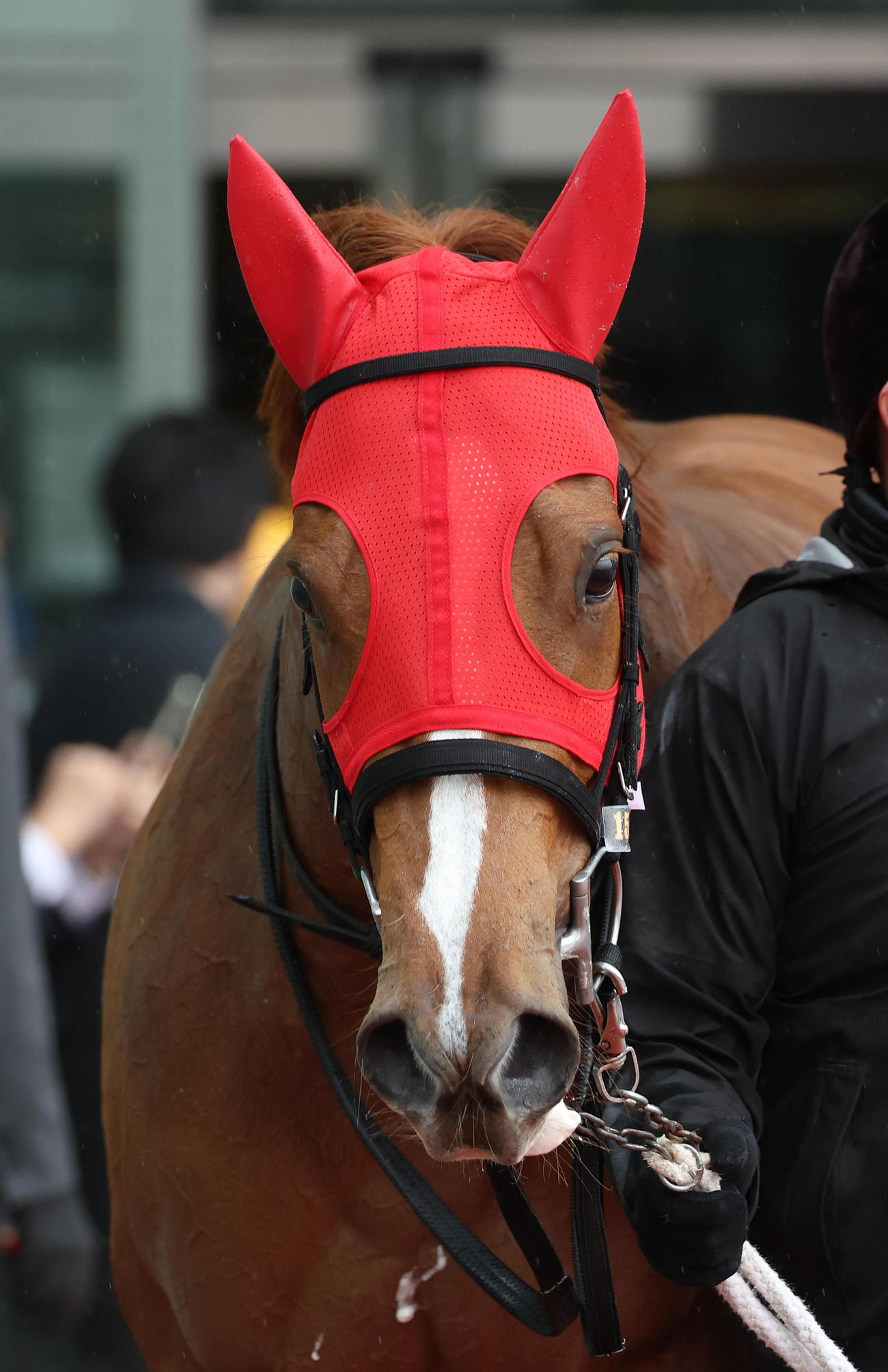 阪神4R新馬戦を制したフェリ（撮影・白石智彦）