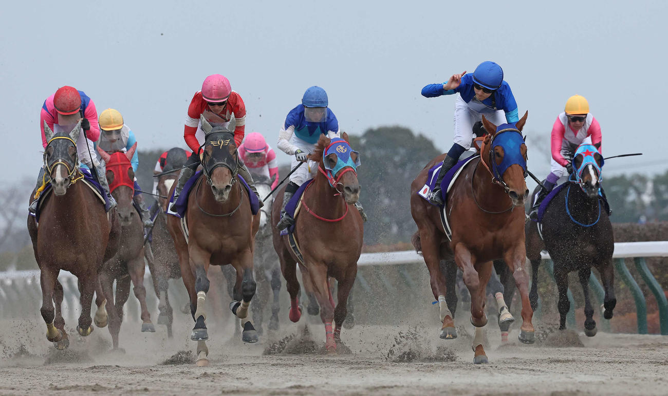 フェブラリーSを制したレモンポップ（右から2頭目）。左端から3着メイショウハリオ、2着レッドルゼル