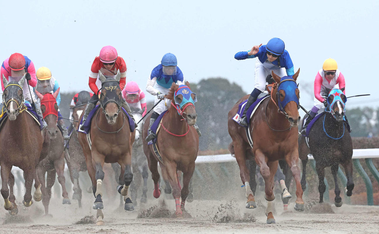 フェブラリーSを制したレモンポップ（右から2頭目）。左端から3着メイショウハリオ、2着レッドルゼル