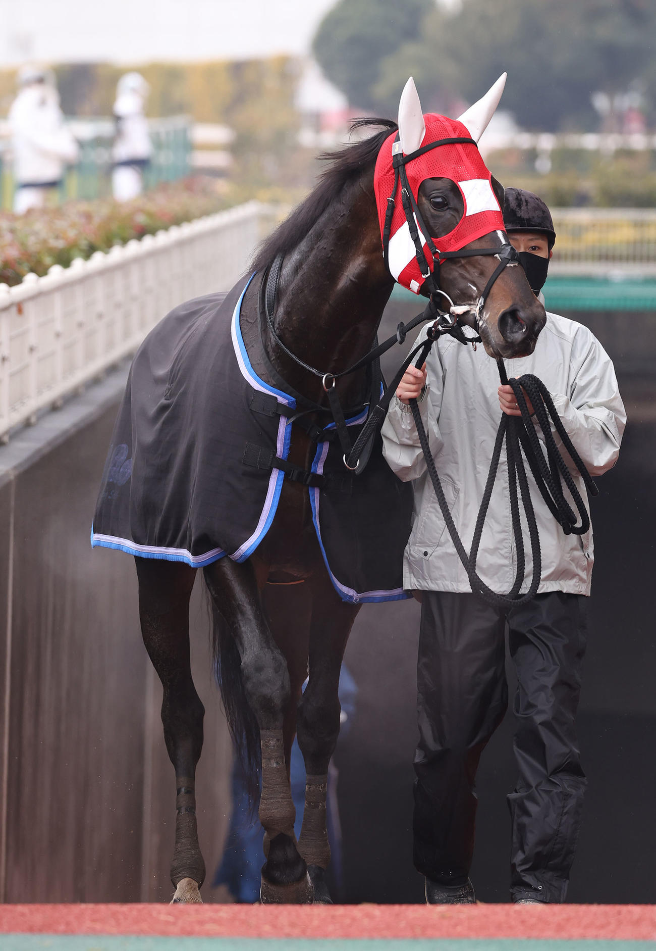 1月14日、中京6Rを勝ったショウナンバシット